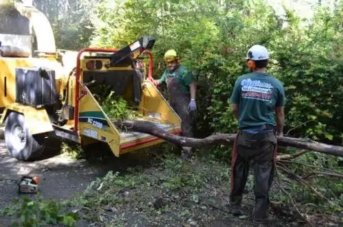 tree services Los Olivos